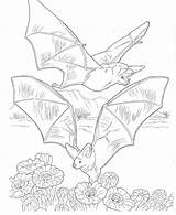 Coloring Pages Bat sketch template
