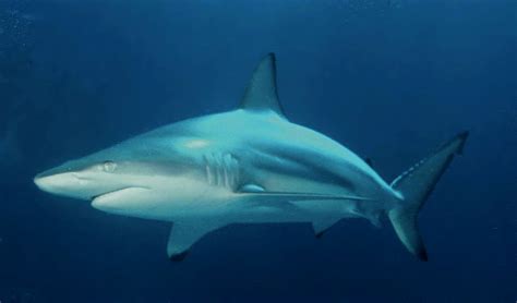 blacktip shark wikipedia