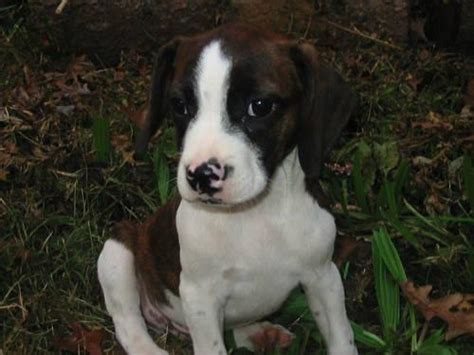 boston terrier  beagle boggle puppies  sale  sale  woodbine