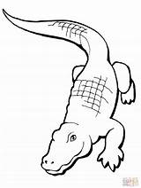 Alligator Coloring Drawing Crocodile Pages Realistic Simple Printable Clip Cute Cliparts Drawings Getdrawings Animals sketch template