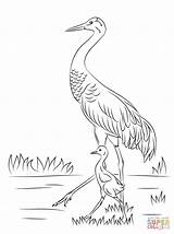 Sandhill Cranes Heron Ichabod Getdrawings sketch template