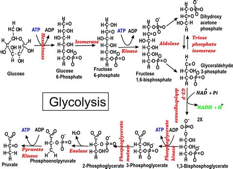 glycolysis study solutions