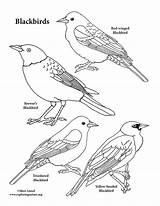 Blackbirds sketch template