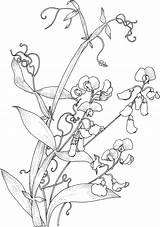 Embroidery Pea Vine Sweet Coloring Patterns Drawings sketch template