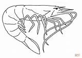 Shrimp Coloring Pages Book Printable Boat Template Gooseneck Barnacles Louisiana Sketch Sea Animals Choose Board sketch template