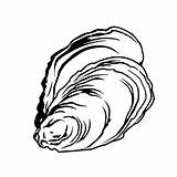 Oyster Clipart Drawing Shell Mussel Coral Line Getdrawings Vector Sketch Transparent Webstockreview Clipartmag Clipground sketch template