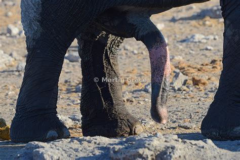 Martin Grace Photography Penis Of Male African Elephant Loxodonta