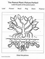 Carver Coloring Photosynthesis Myify Usda Southwestdanceacademy sketch template