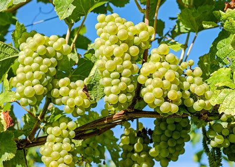 grapes planting growing  harvesting grape vines   farmers almanac