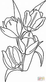 Colorare Disegni Tulipanes Tulip Tulipani Tulipa Flores Tulipas Disegnare Primaverii Lalelele Tulips Piante Adulti Categorías sketch template