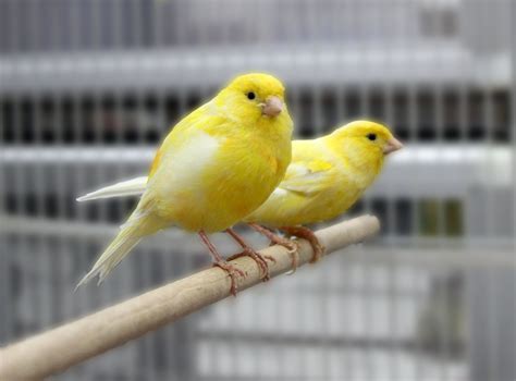 canaries
