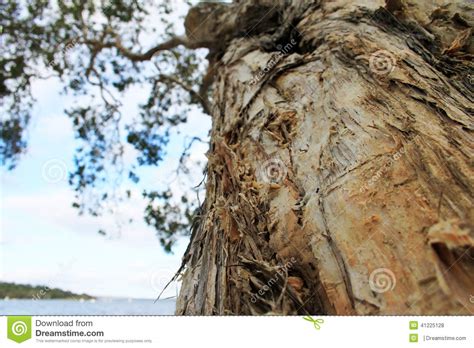 paperbark tree stock photo image  outback quinquenervia