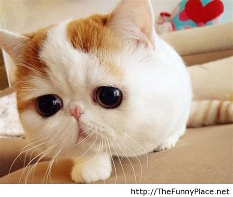 cutest cat   world thefunnyplace