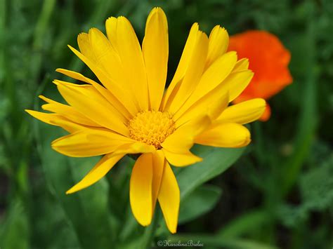 yellow flowervi   carolinbie  deviantart