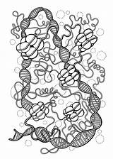 Dna Coloring Histones Pages Activity Genetics Teaching Gene Etsy Biology Heredity Colouring Science Painting Template Details sketch template