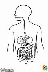 Digestivo Aparato Gastrointestinal Humano Aparatos Tract Pintar Completar Maqueta Maquetas Digestive Sist Abrir sketch template