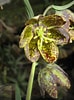 Image result for "fritillaria Sargassi". Size: 74 x 100. Source: www.pinterest.com