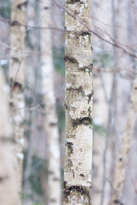 birch trees stock photo freeimagescom
