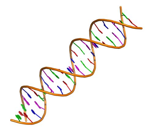 reading exercise  structure  dna  tang  science