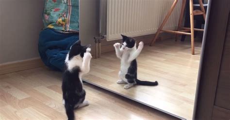 Kitten Sees Itself In The Mirror For The First Time Huffpost Uk