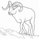 Dall Schaf Bighorn Animali Montagna Colorir Ausmalbild Pecora Rocciose Montagne Tundra Goat Mouflons Ausmalbilder Carneiro Schafe Malvorlage Strickendes Taiga Imprimir sketch template