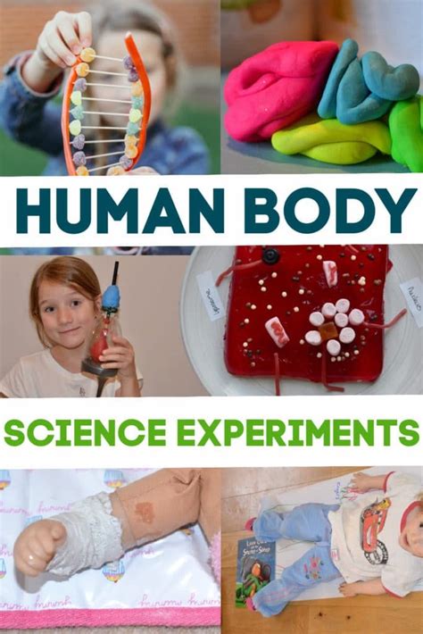 human body science fair projects