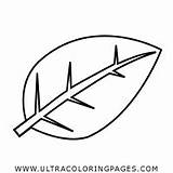 Albahaca Ultracoloringpages sketch template