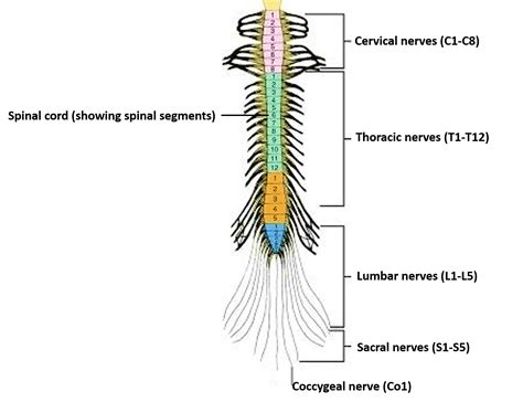 typical spinal nerve   branches