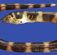Afbeeldingsresultaten voor Pisodonophis semicinctus Orde. Grootte: 191 x 185. Bron: www.researchgate.net
