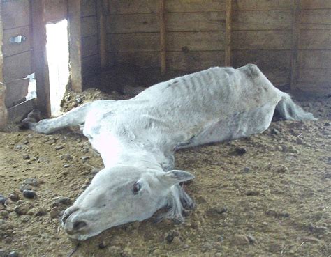 animals starved  death  dilapidated farm mpr news