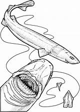 Shark Coloring Pages Gharial Drawing Cutter Cookie Teeth Hungry Evolution Getdrawings Under Side Printable Getcolorings 752px 222kb sketch template
