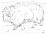 Coloring Ox Musk Muskox Pages Realistic Drawing Tundra Printable Supercoloring Arctic Animals 900px 09kb 1200 Dot sketch template