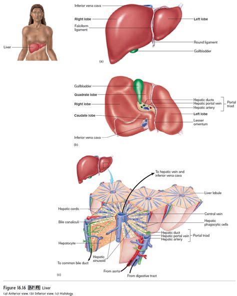 Anatomy Of The Liver