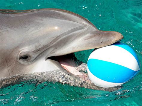 mythos ade delfine sind gar nicht  intelligent bildung wissen