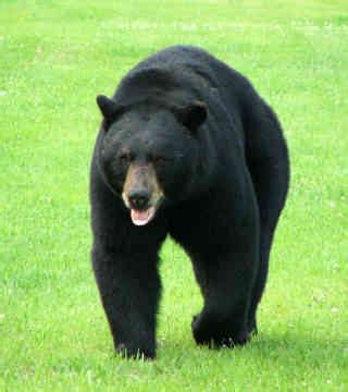 bensozia  friend  black bear