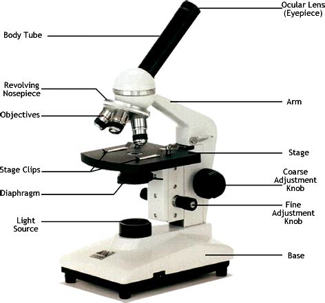 advanced microscope lab ap biology
