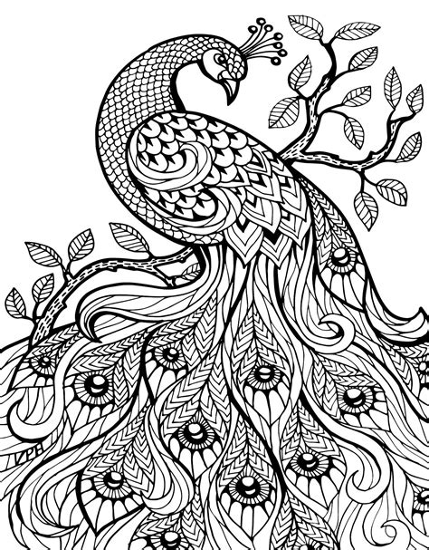 printable peacock coloring pages  kids