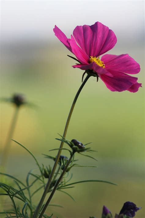 single flower flower photography art cosmos flowers flowers nature