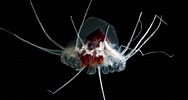 Afbeeldingsresultaten voor Helmet jellyfish. Grootte: 188 x 100. Bron: hakaimagazine.com