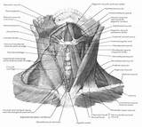 Parts Throat Diagram Anatomy Neck Sponsored Links sketch template