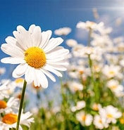 テイルズウィーバー デイジーの花 に対する画像結果.サイズ: 176 x 185。ソース: akirashinoblog.web.app