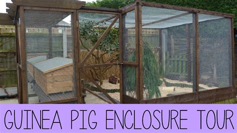 guinea pig enclosure  february  youtube