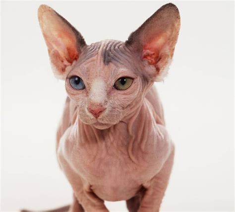 weirdest  ugliest cat breeds    world
