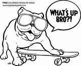 Bulldogs Bulldog sketch template