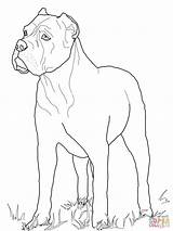 Cane Corso Coloring Pages Drawing Printable sketch template