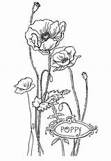 Printable Poppy sketch template
