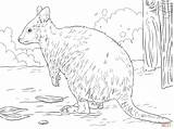 Quokka Coloring Pages Australian Animal Colouring Drawings Supercoloring Printable Drawing Skip Main Choose Board 348px 03kb sketch template