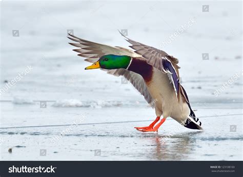mallard duck landing  icy lake stock photo  shutterstock