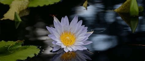 Download Wallpaper 2560x1080 Lotus Flower Pond Water