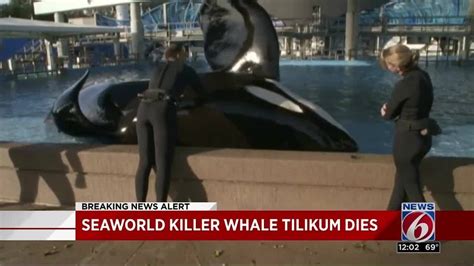 Seaworld Killer Whale Tilikum Dies Youtube